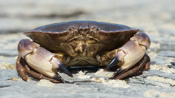 „Craps“ pocházejí ze slova „crabs“